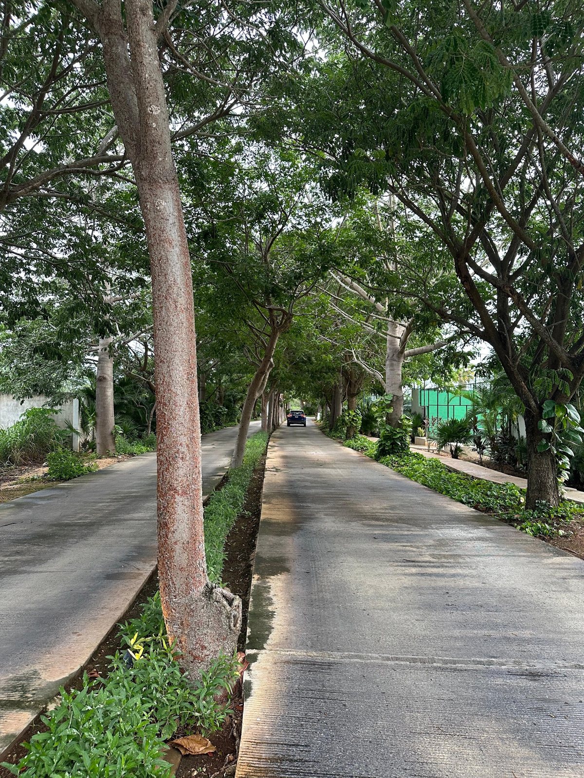 Cholul — 13
