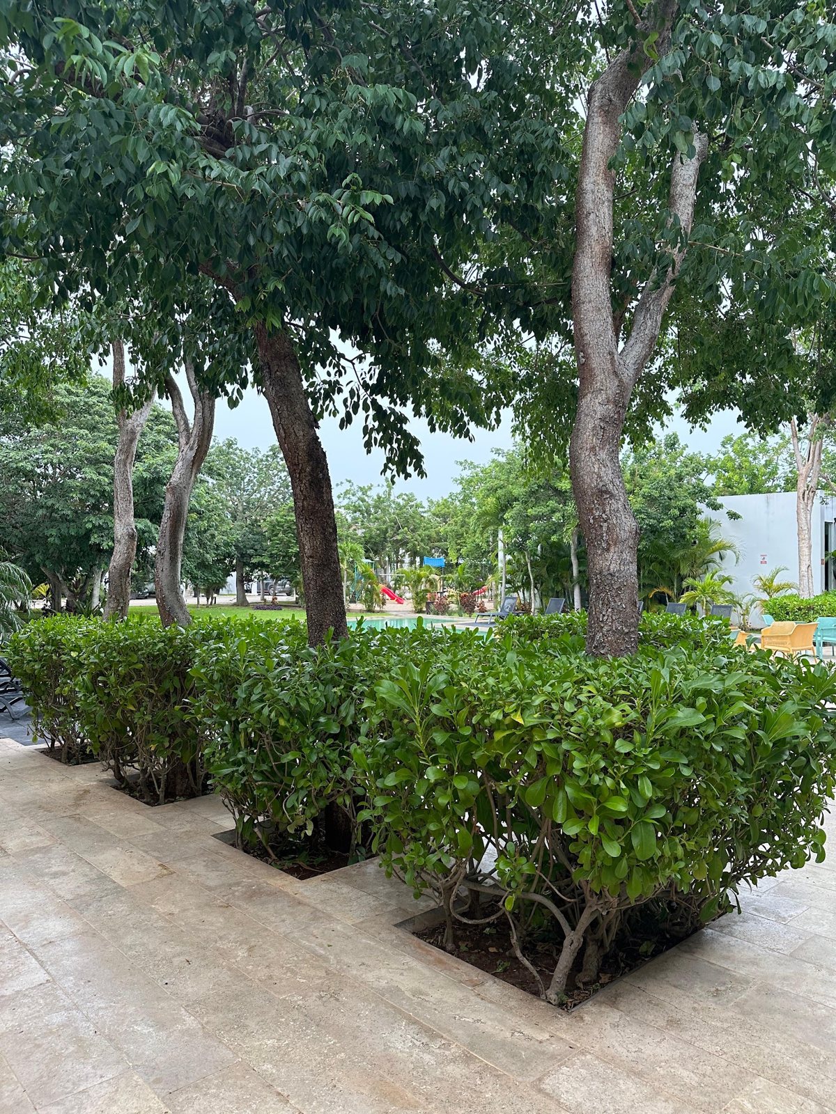 Cholul — 13